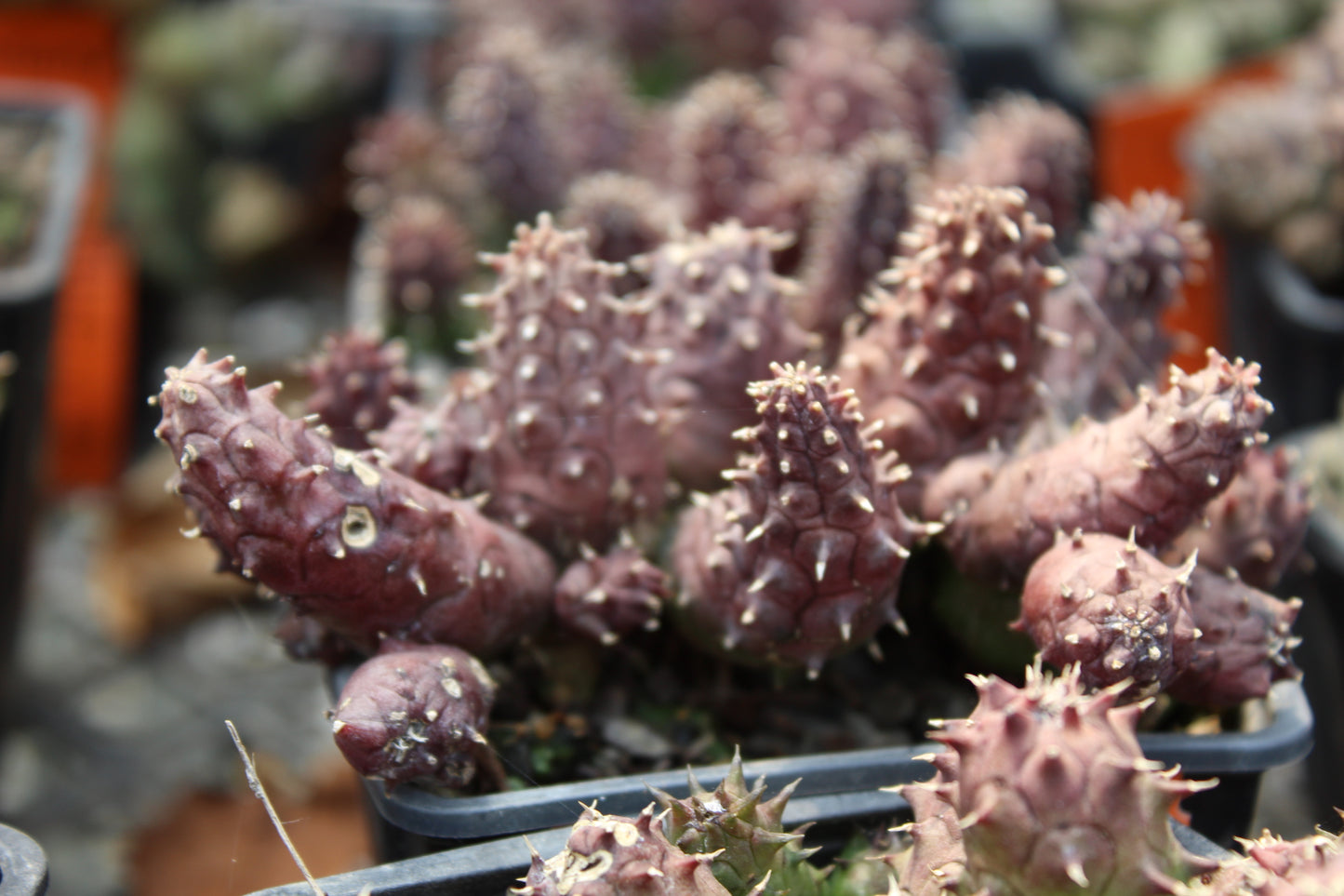 Huernia macrocarpa Penziall