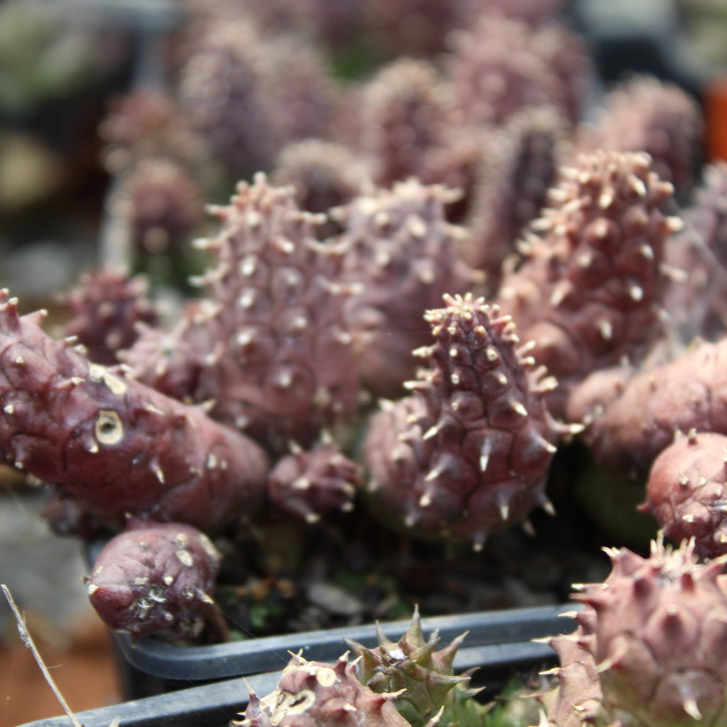 Huernia macrocarpa Penziall Image