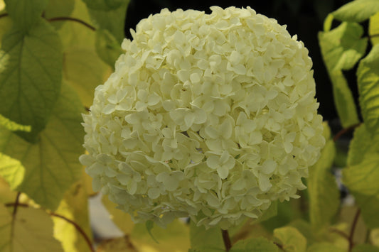 Hydrangea arborescens Annabelle