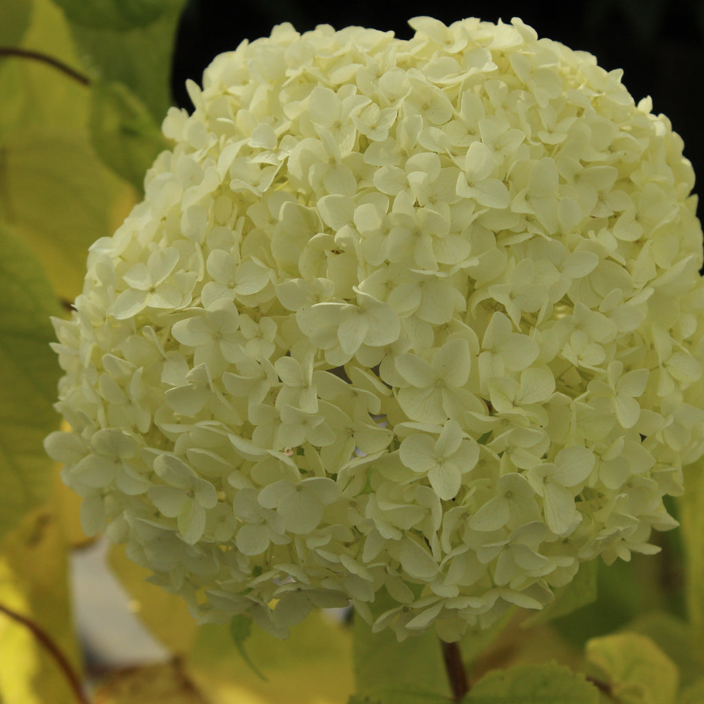 Hydrangea arborescens Annabelle Image