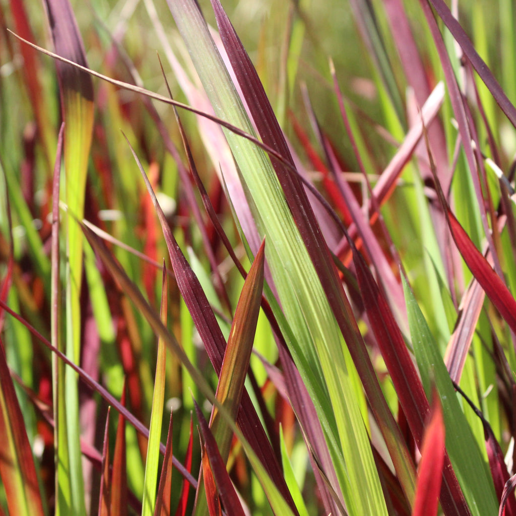 Imperata cylindrica Red Baron Image