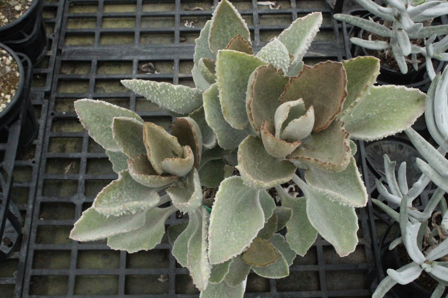 Kalanchoe Fang