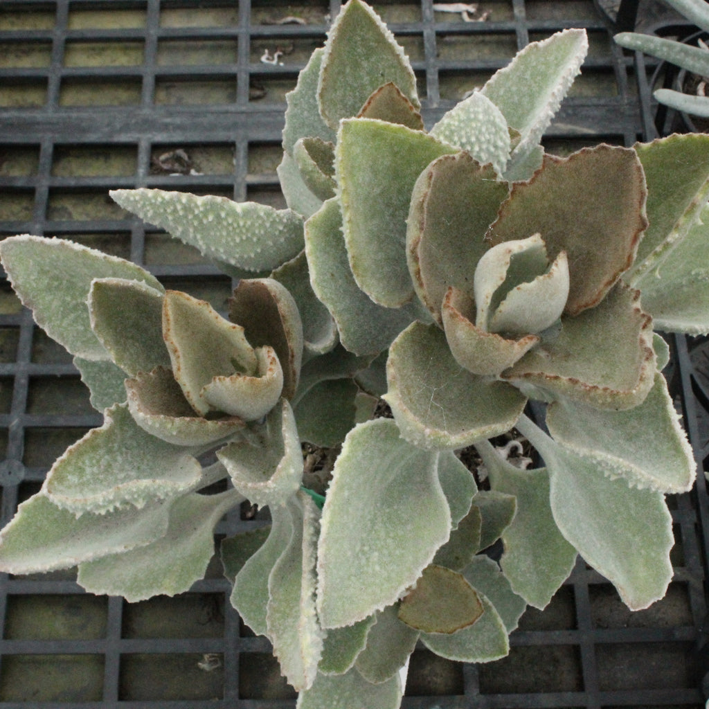Kalanchoe Fang Image