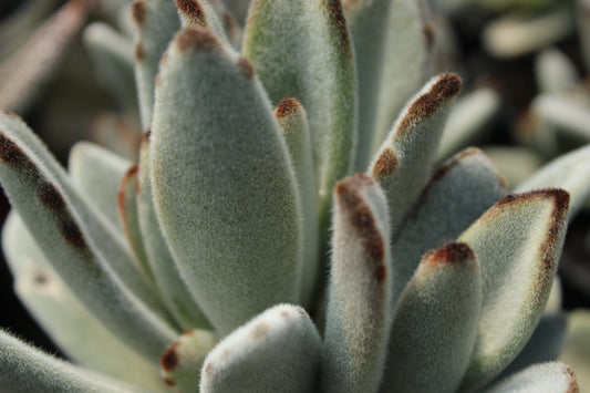 Kalanchoe tomentosa
