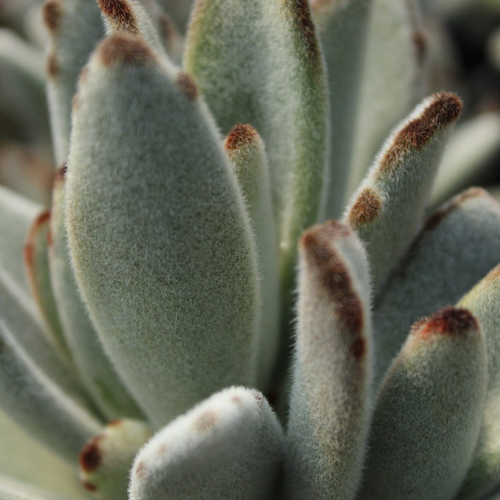 Kalanchoe tomentosa Image