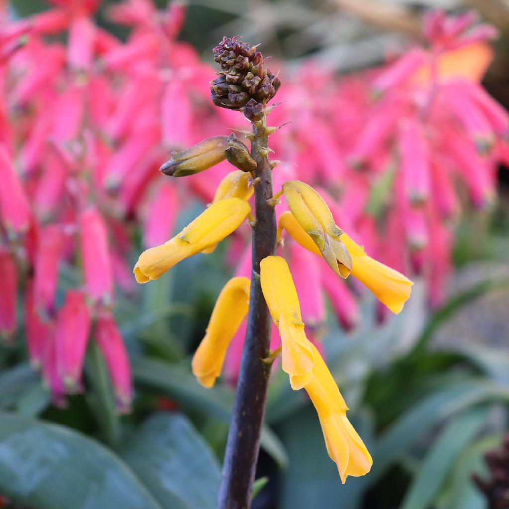 Lachenalia flava Image