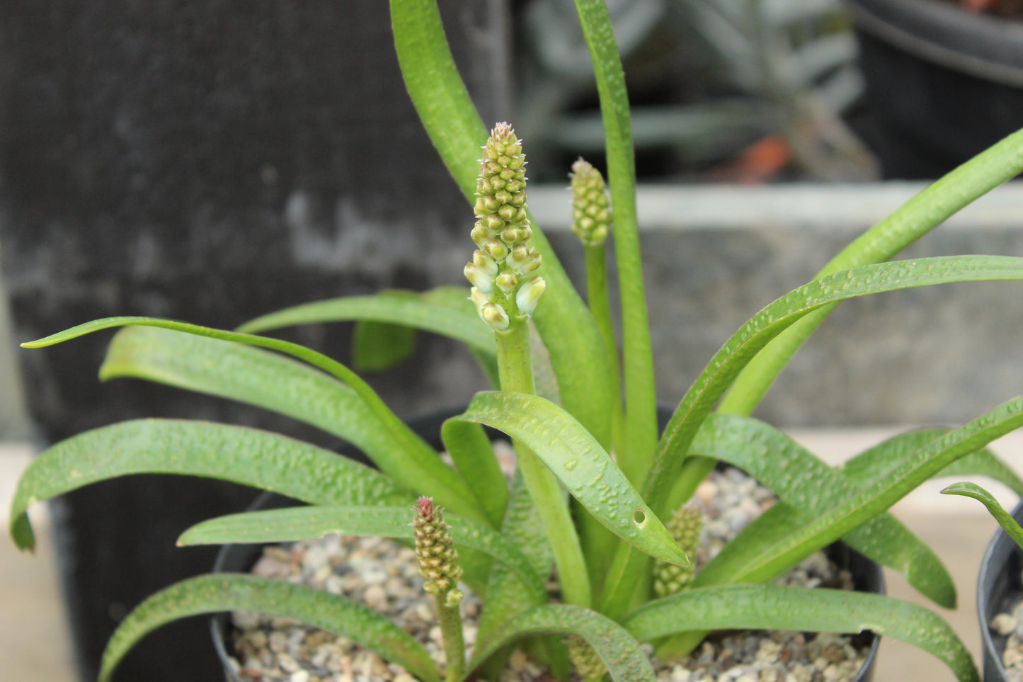 lachenalia pustulata