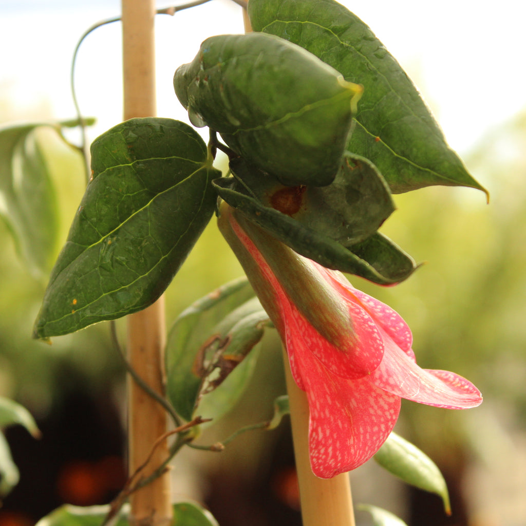 Lapageria rosea Image