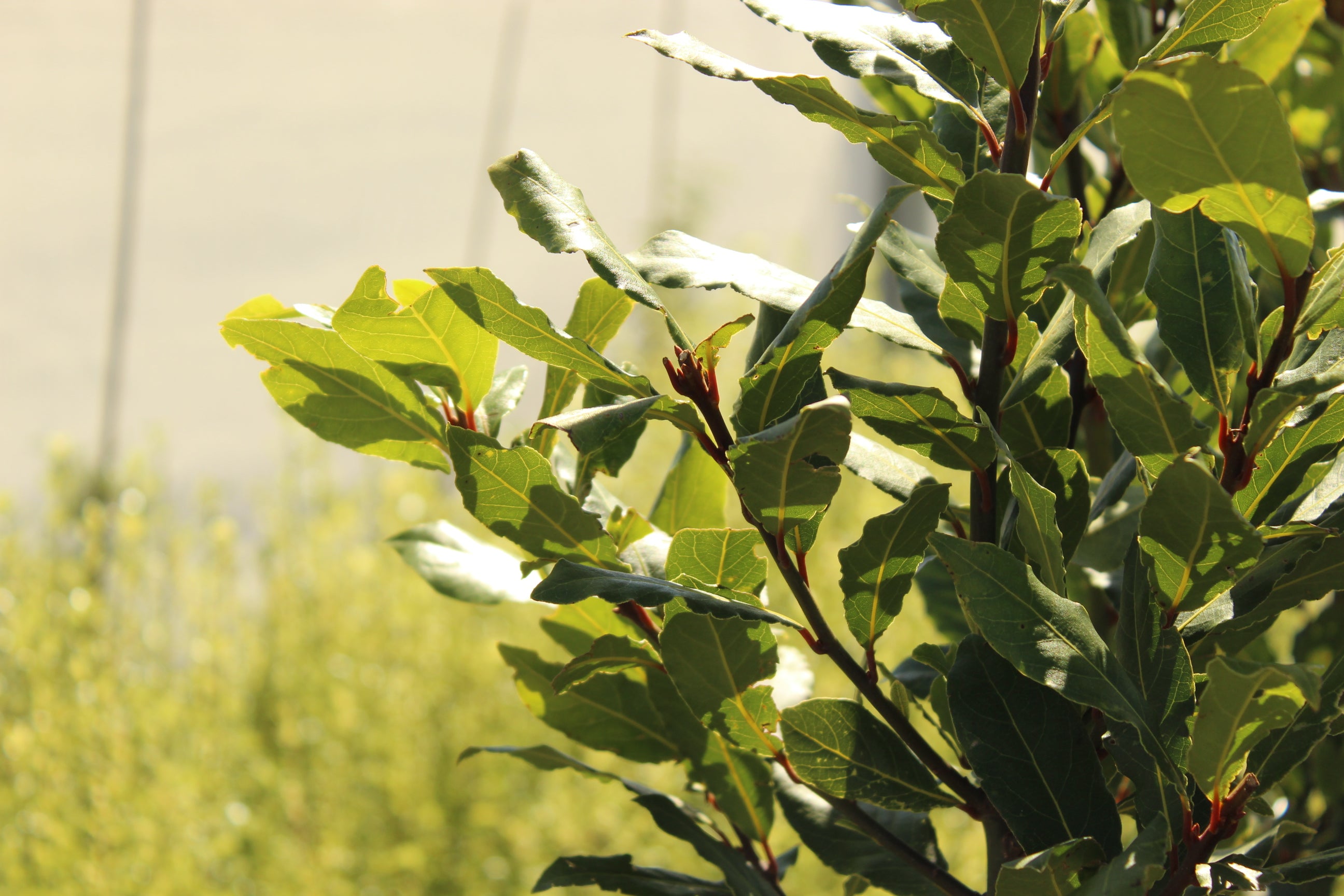 Laurus nobilis – Texture Plants, Landscapes, Lush Lawns Christchurch