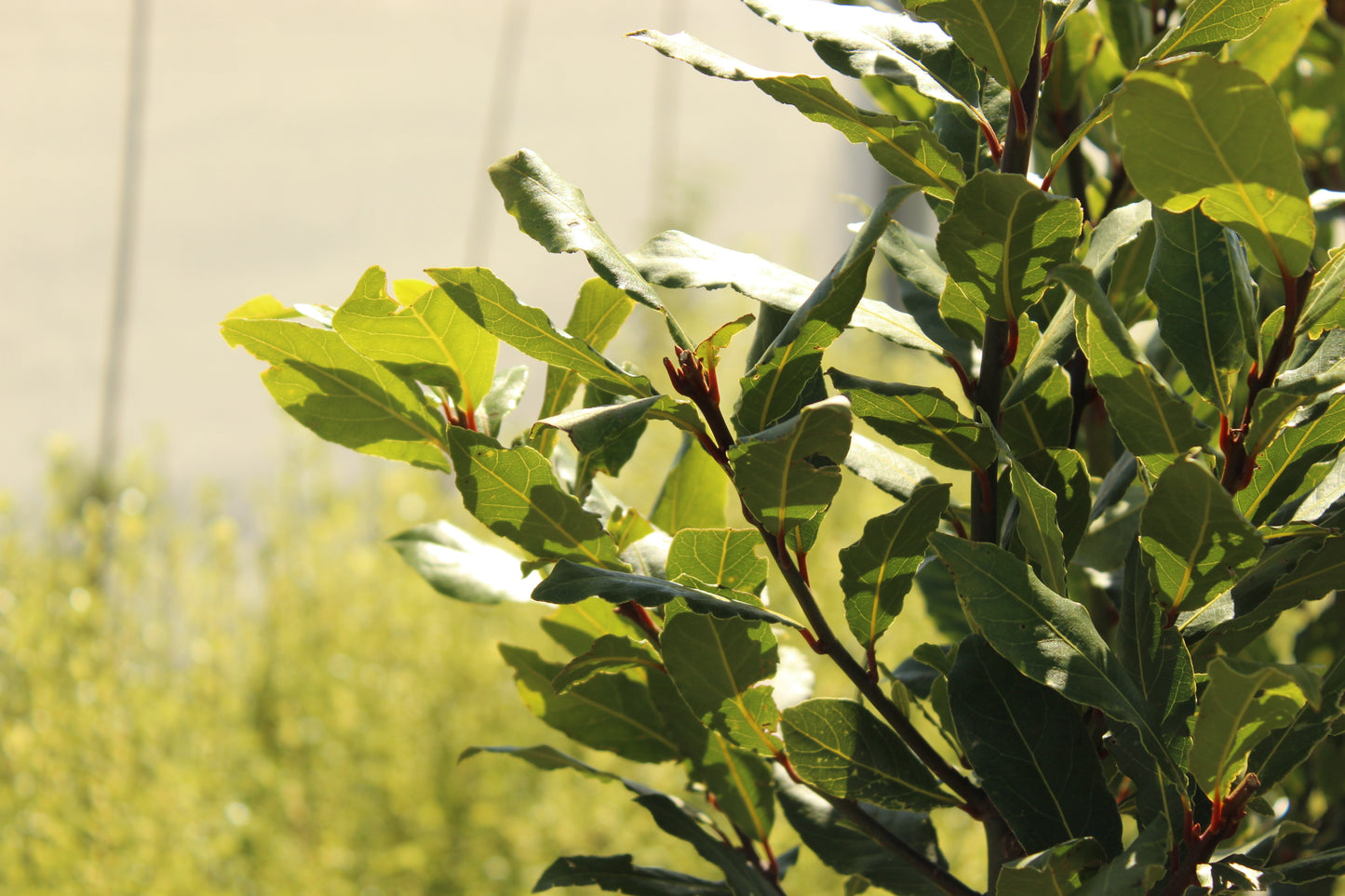 Laurus nobilis