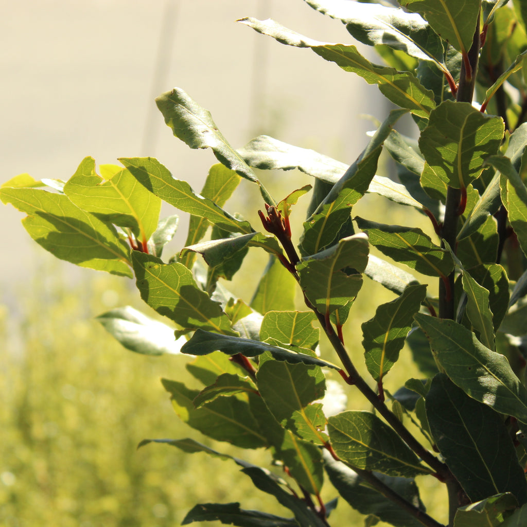 Laurus nobilis Image