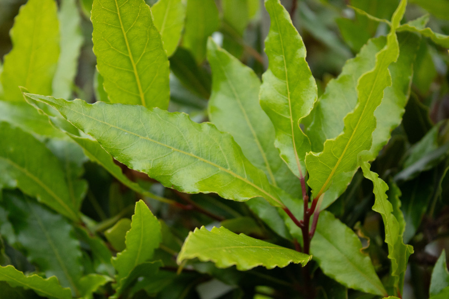 Laurus nobilis