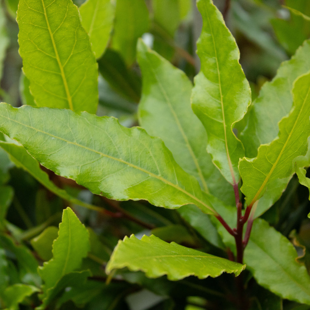 Laurus nobilis Image