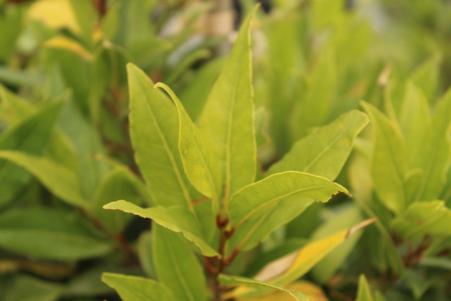 Laurus nobilis