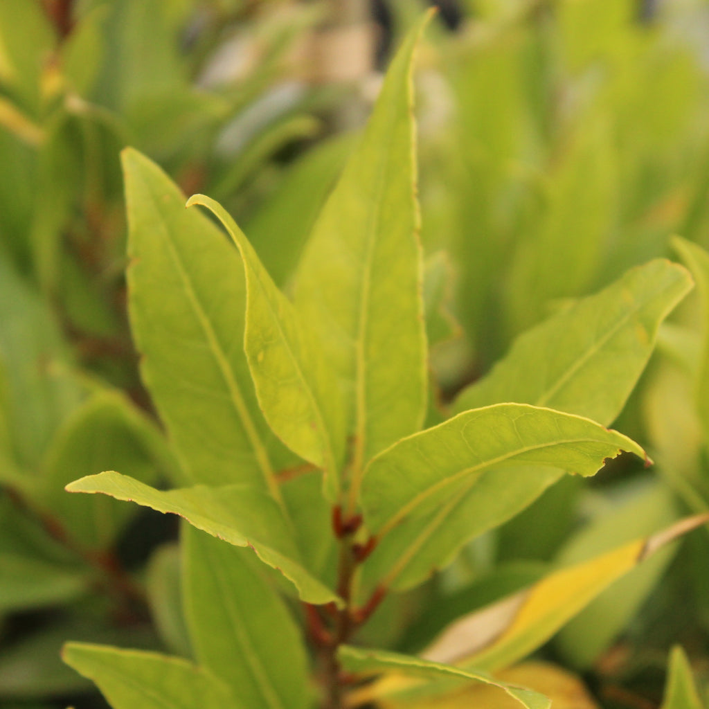 Laurus nobilis Image