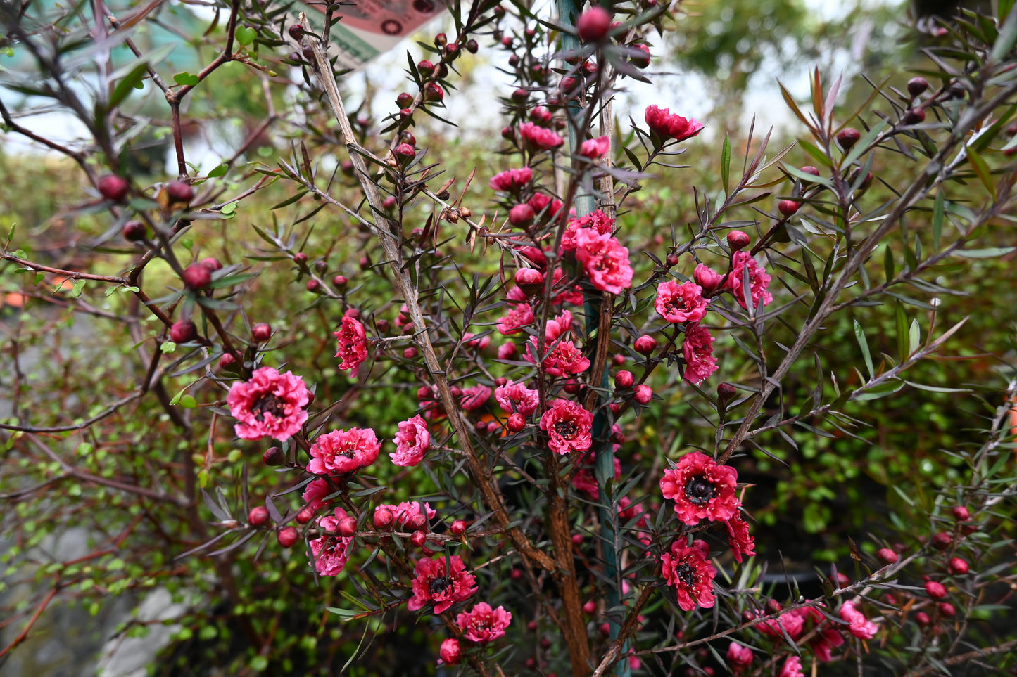 Leptospermum Burgundy Queen