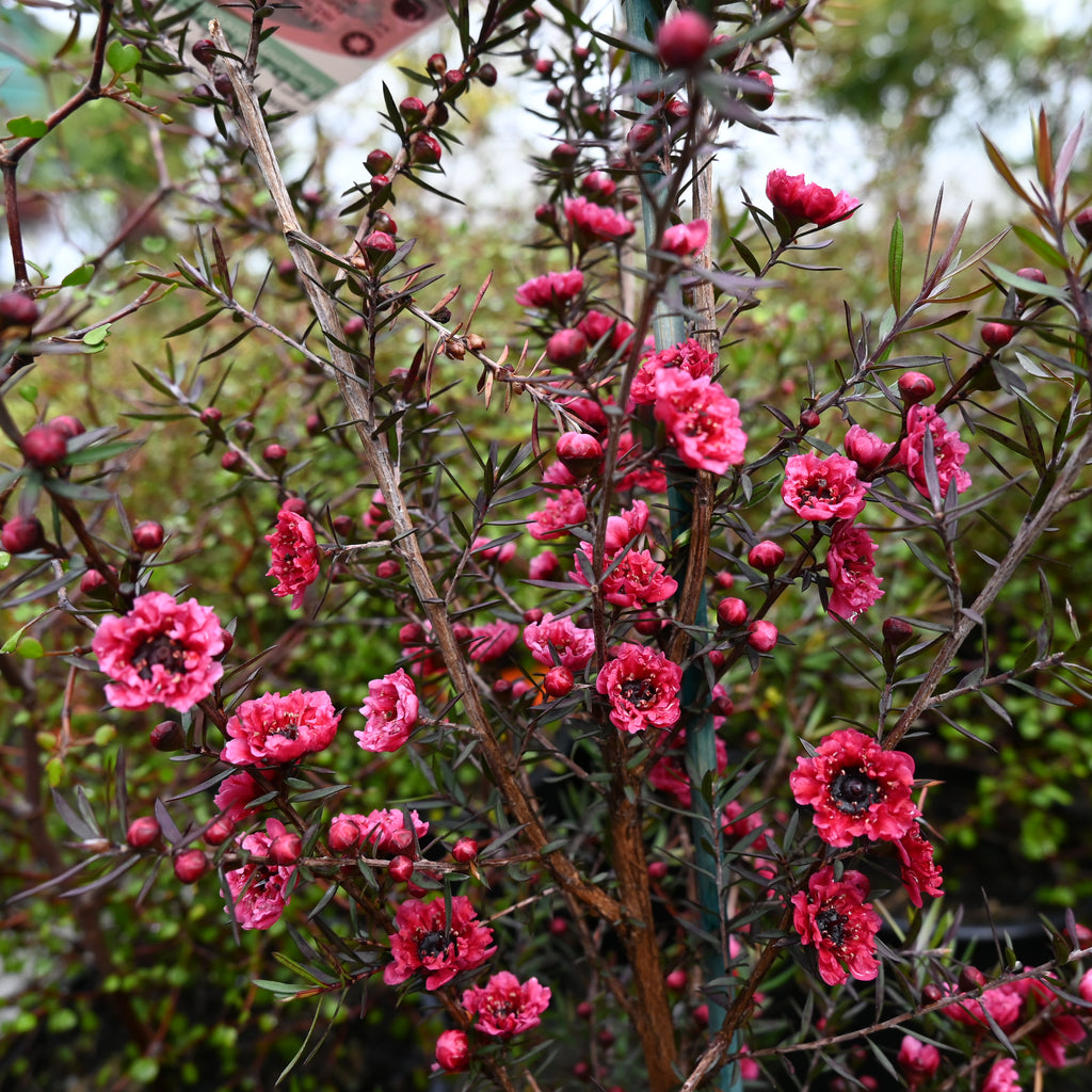 Leptospermum Burgundy Queen Image