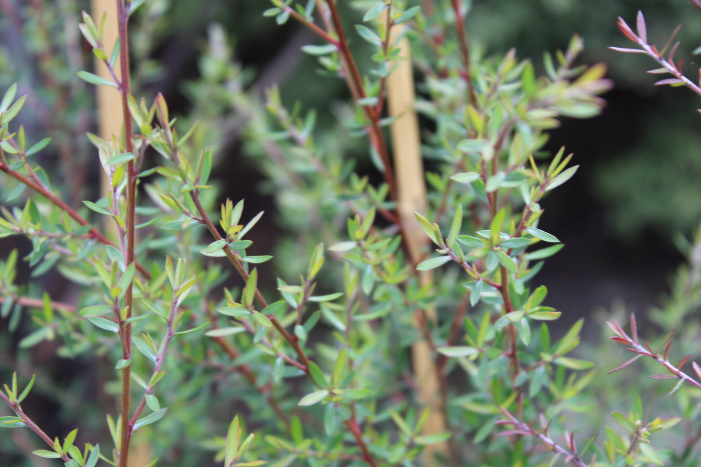 Leptospermum Coral Candy