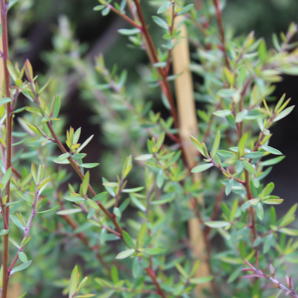 Leptospermum Coral Candy Image