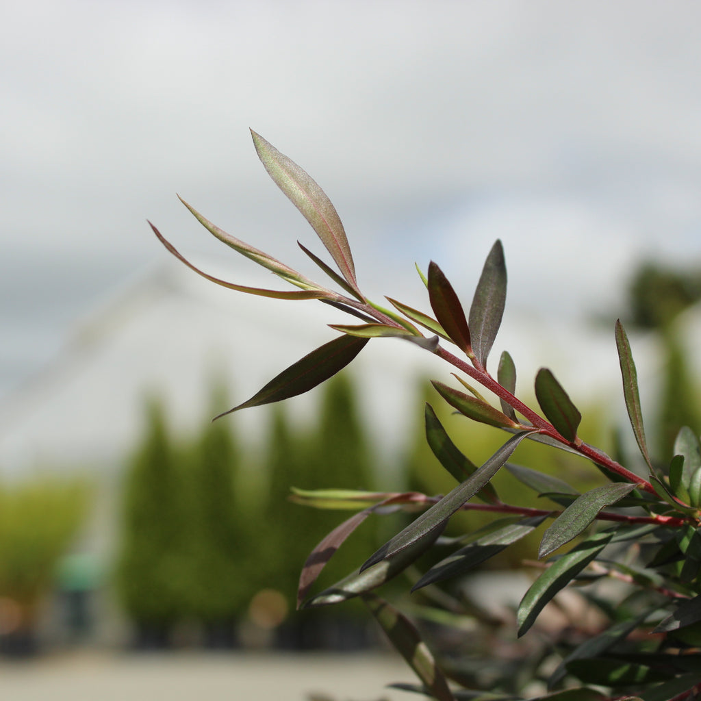 Leptospermum Coppersheen Image