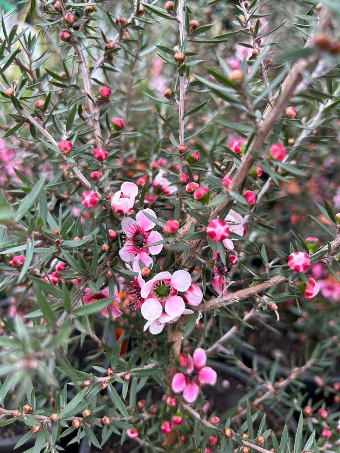 Leptospermum Martinii Image