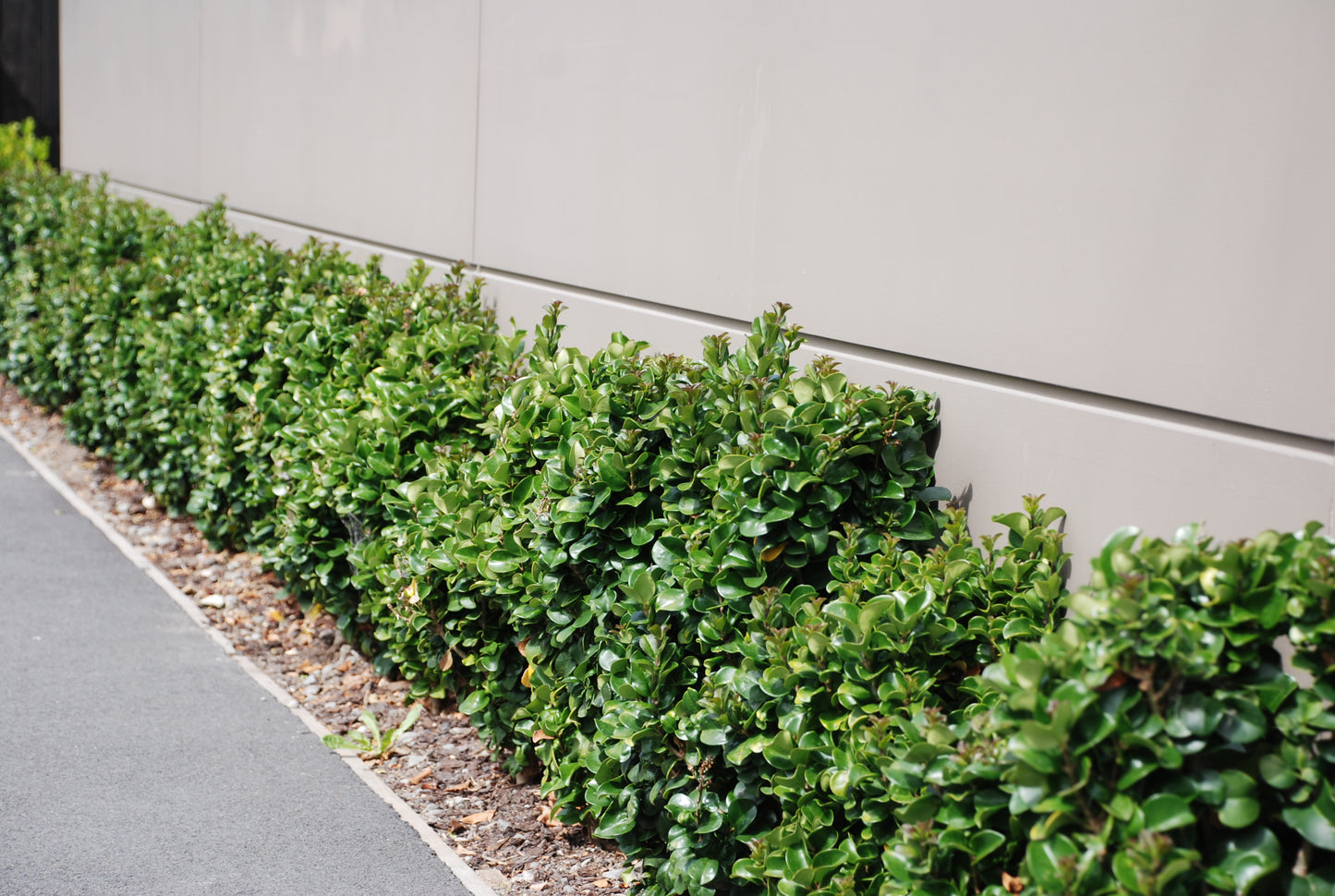 ligustrum_hedge