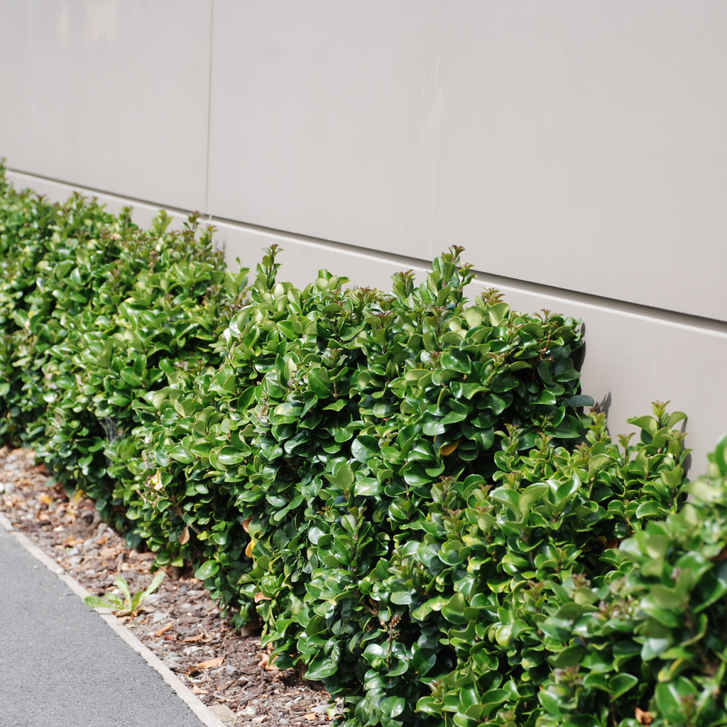 Ligustrum rotundifolium Image