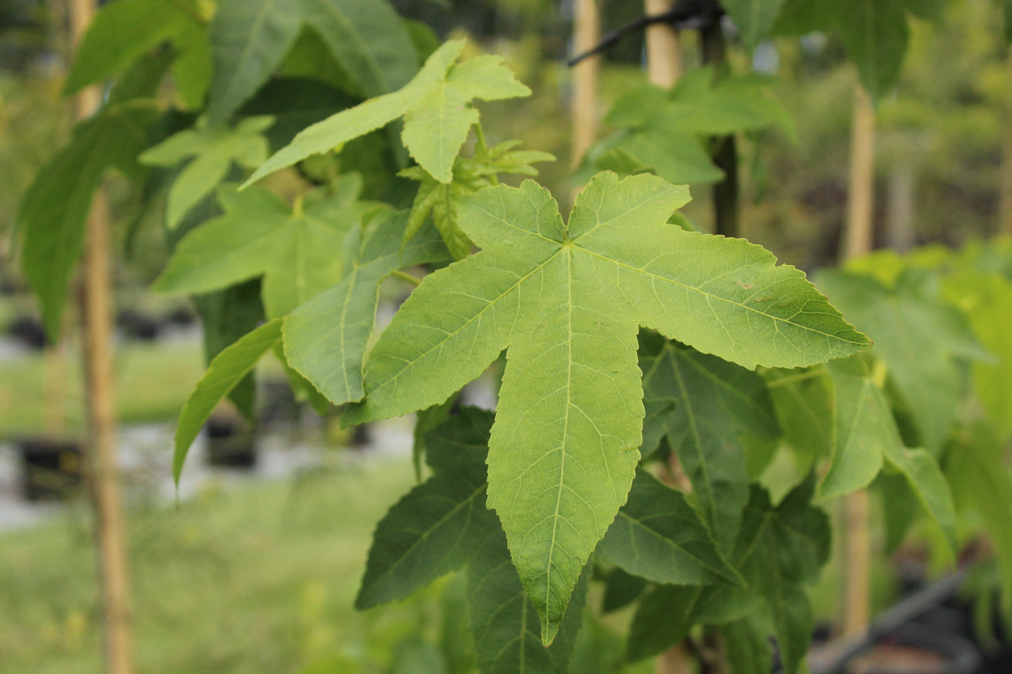 Liquidambar 'Aurora'