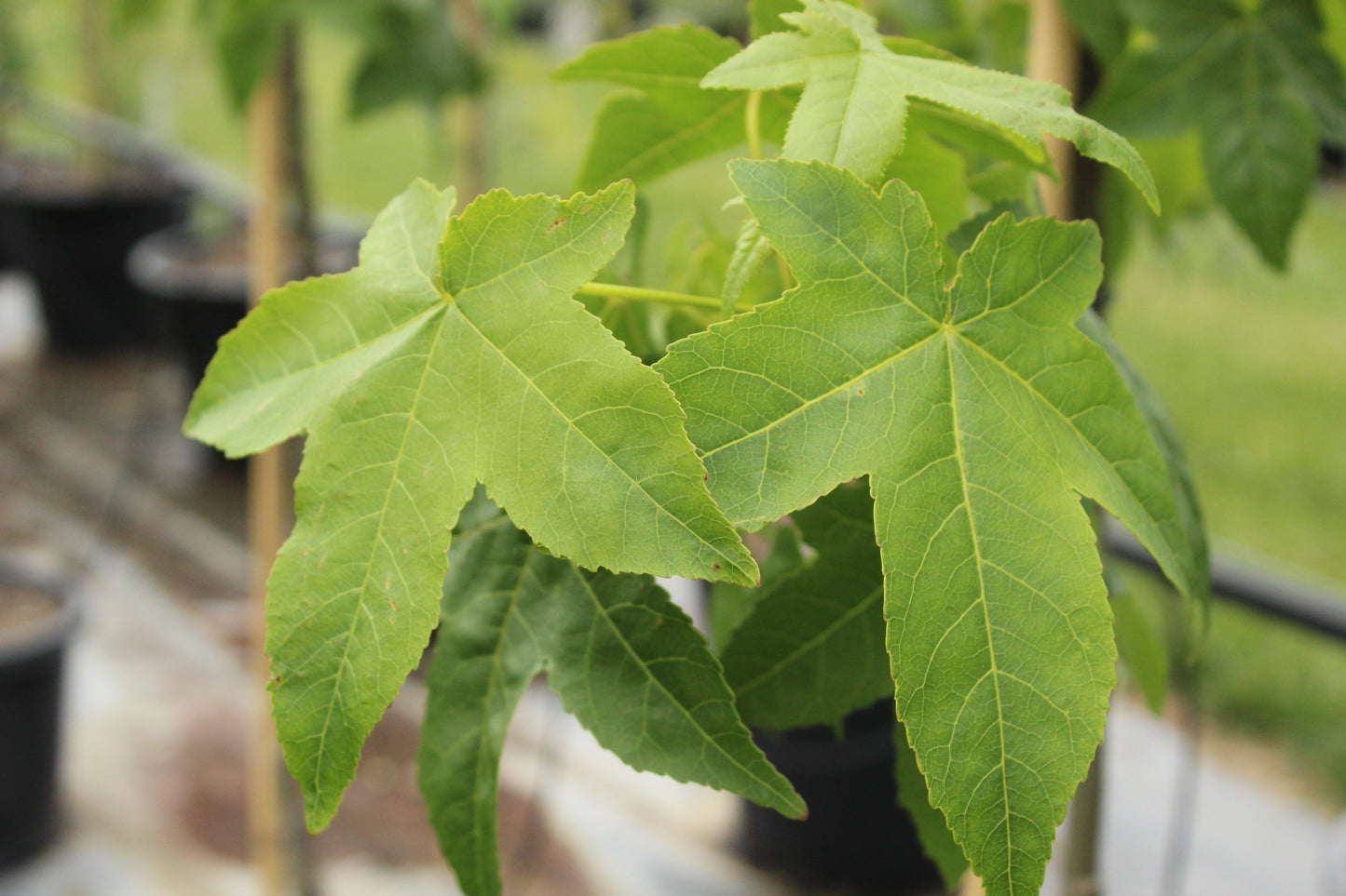 Liquidambar 'Aurora'