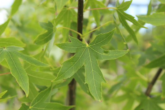 Liquidambar Worplesdon