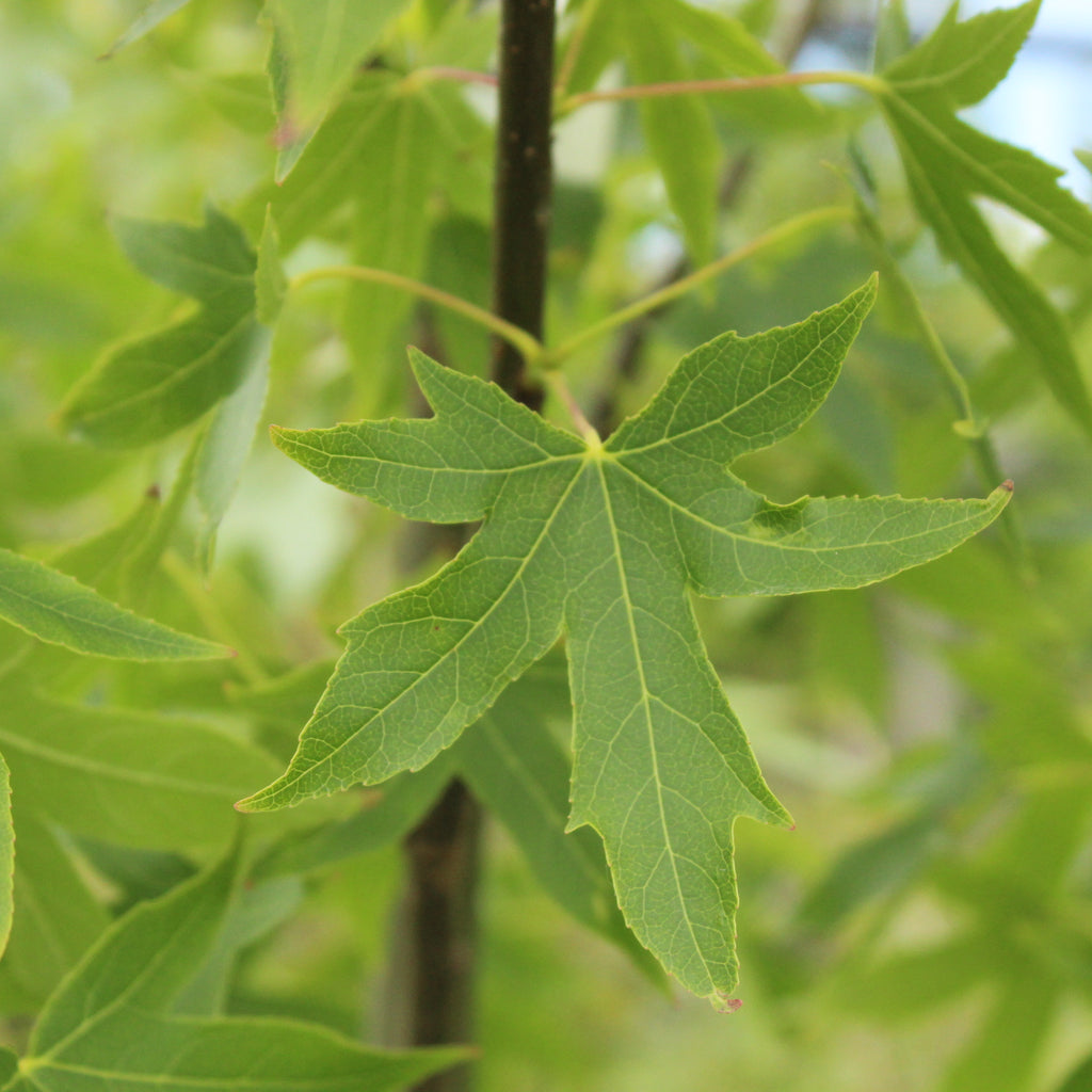 Liquidambar Worplesdon Image