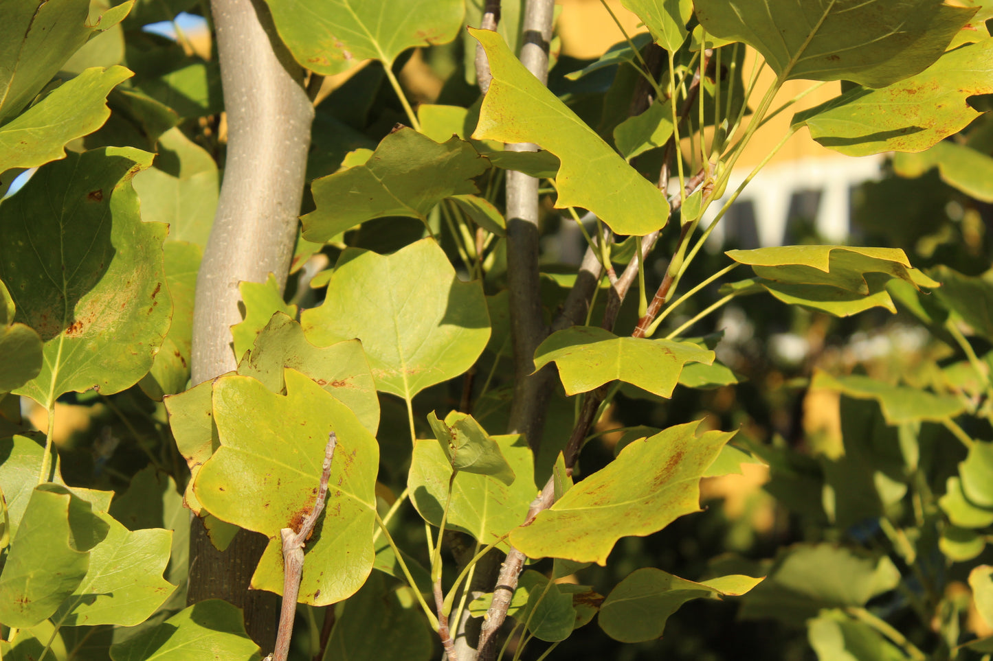 Liriodendron Arnold