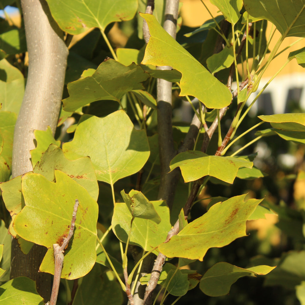 Liriodendron Arnold Image