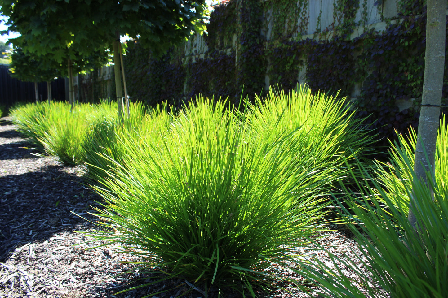 Lomandra Lime Tuff