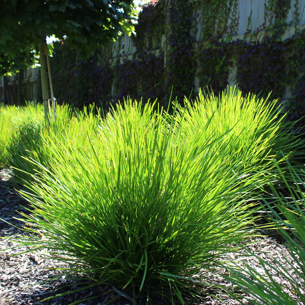 Lomandra Lime Tuff Image