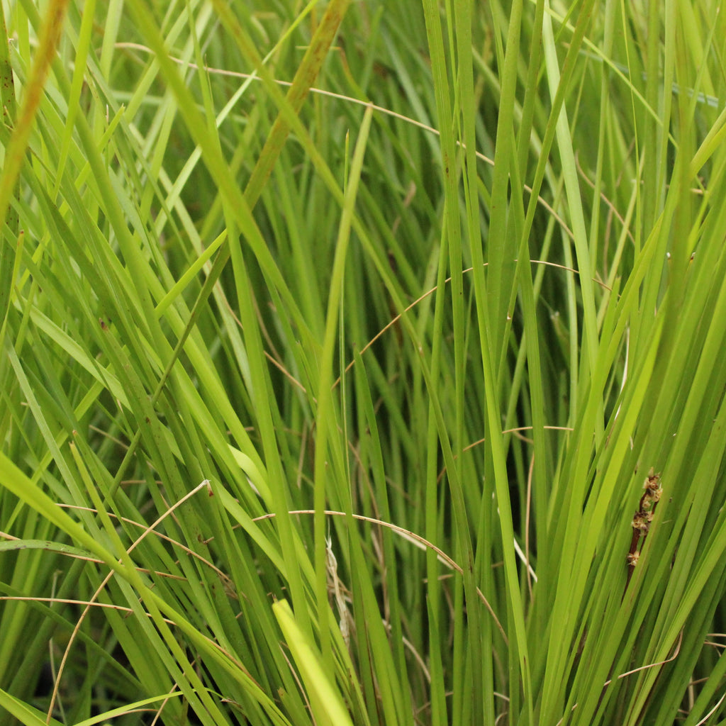Lomandra longifolia Tanika Image