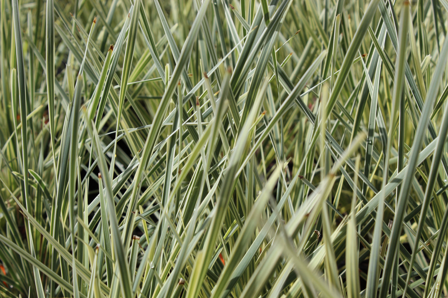 Lomandra White Sands