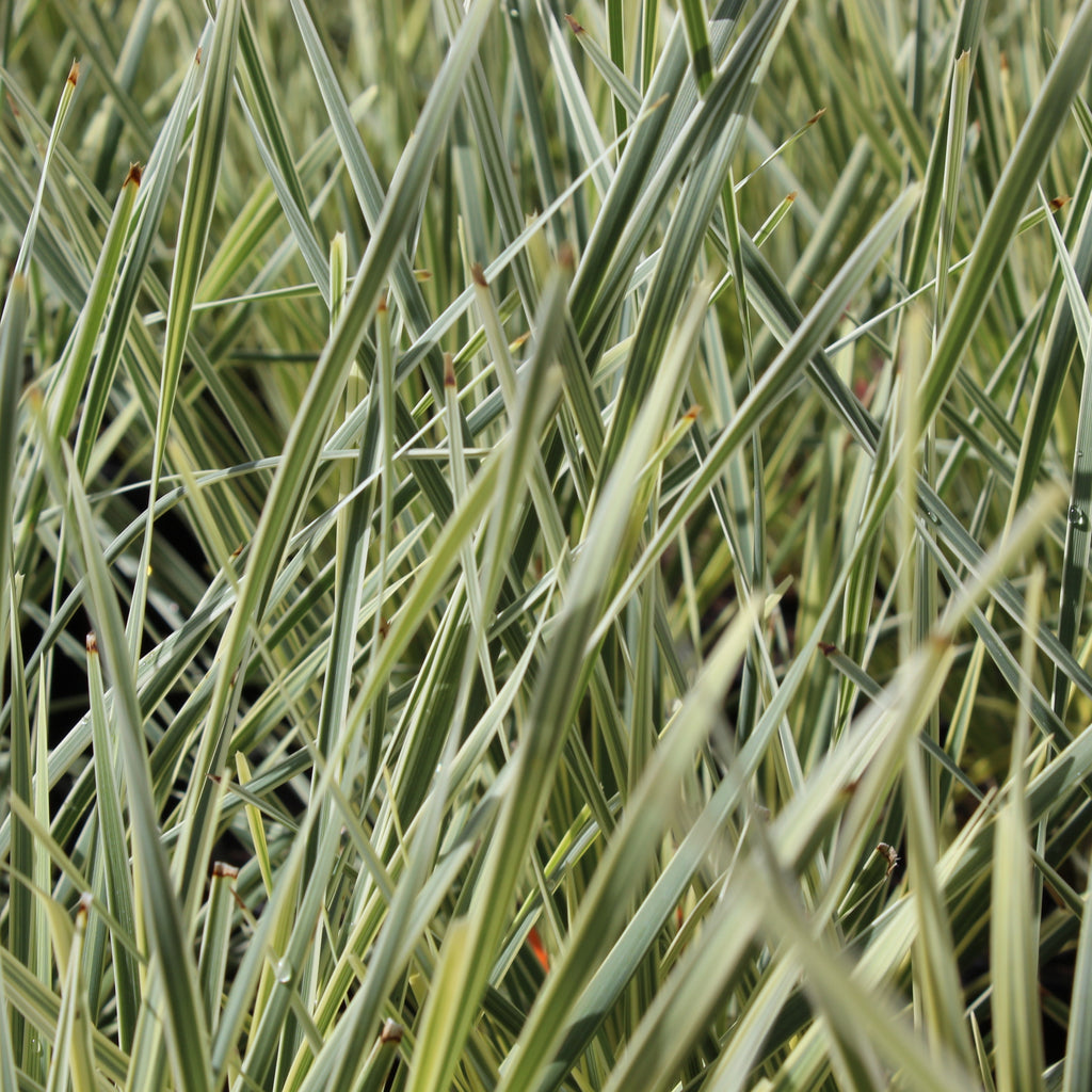 Lomandra White Sands Image