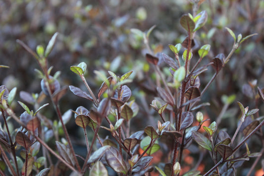 Lophomyrtus Red Dragon