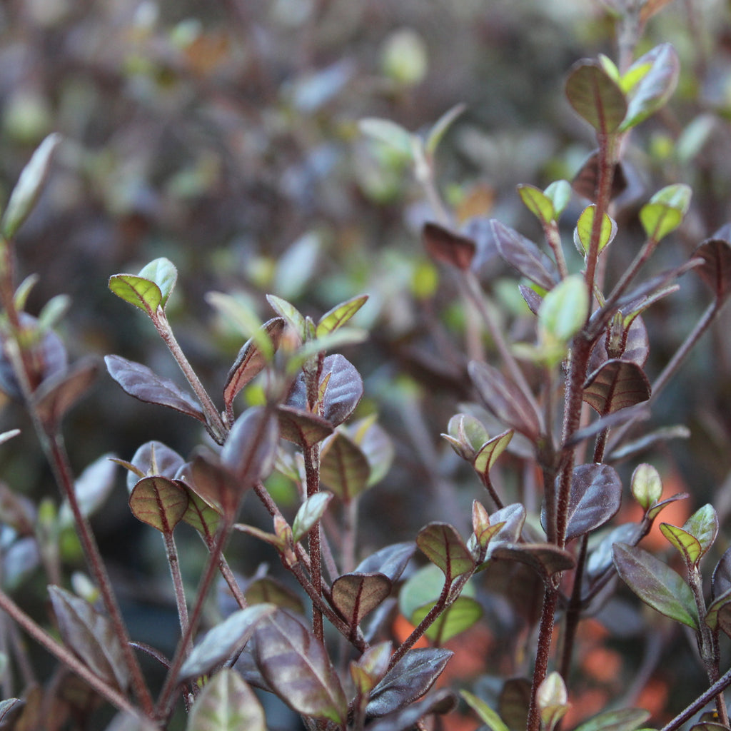 Lophomyrtus Red Dragon Image