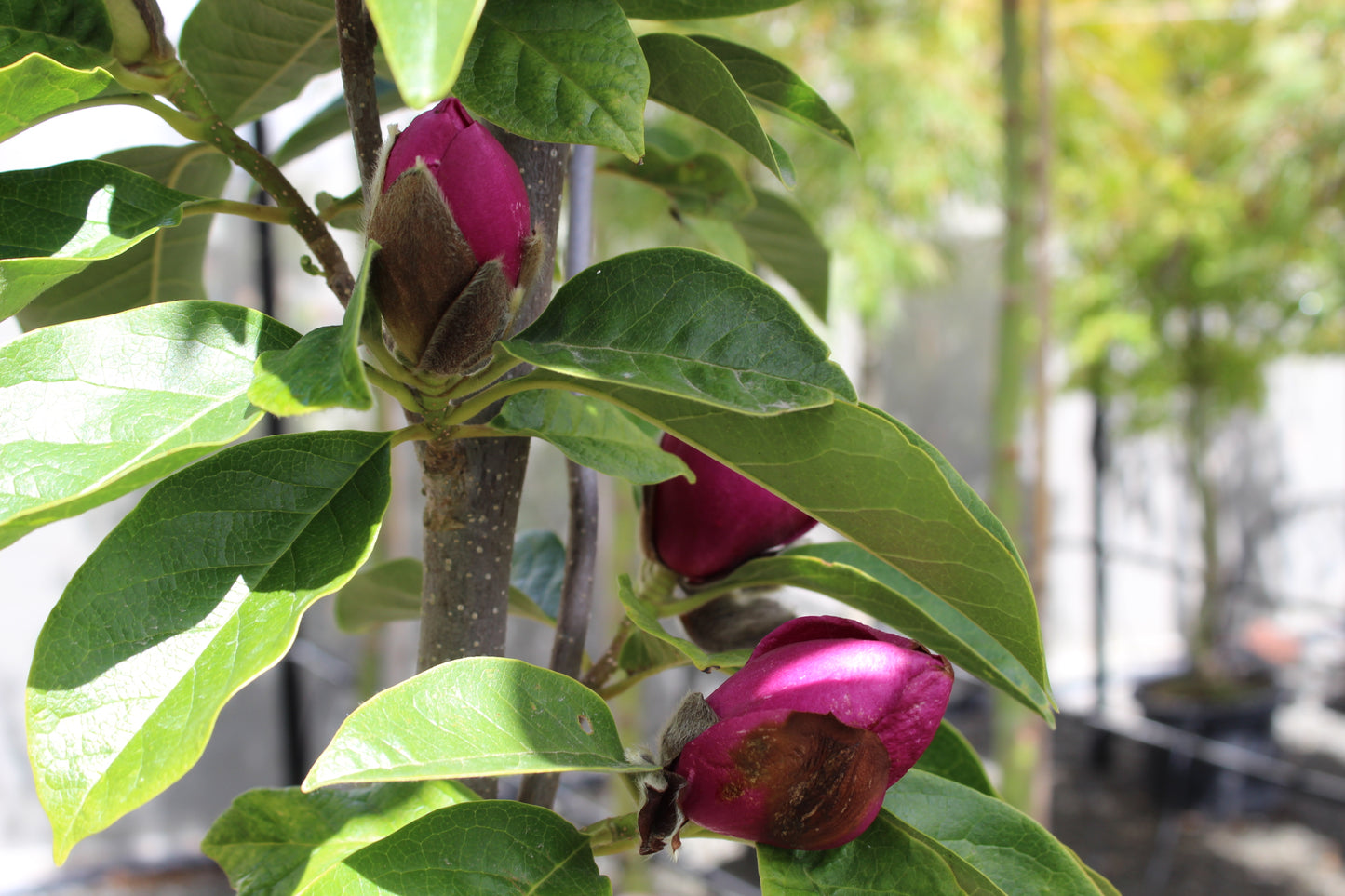 Magnolia Cleopatra