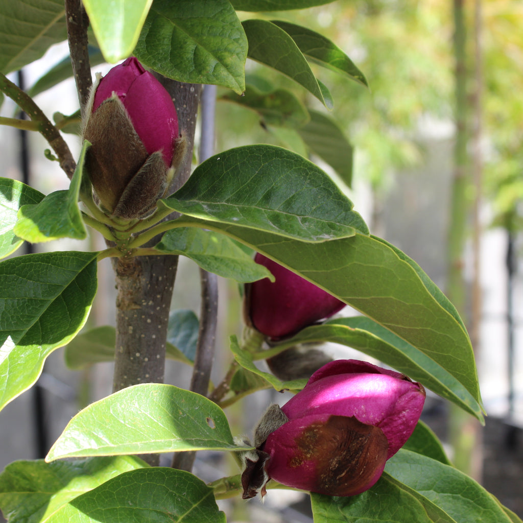 Magnolia Cleopatra Image