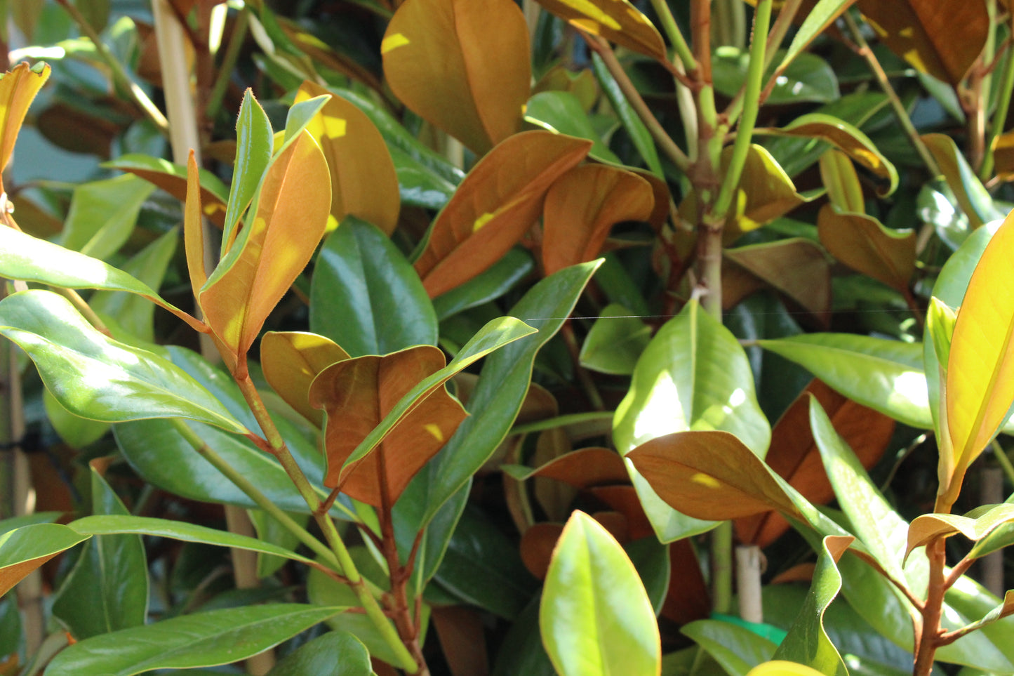 Magnolia grandiflora Blanchard