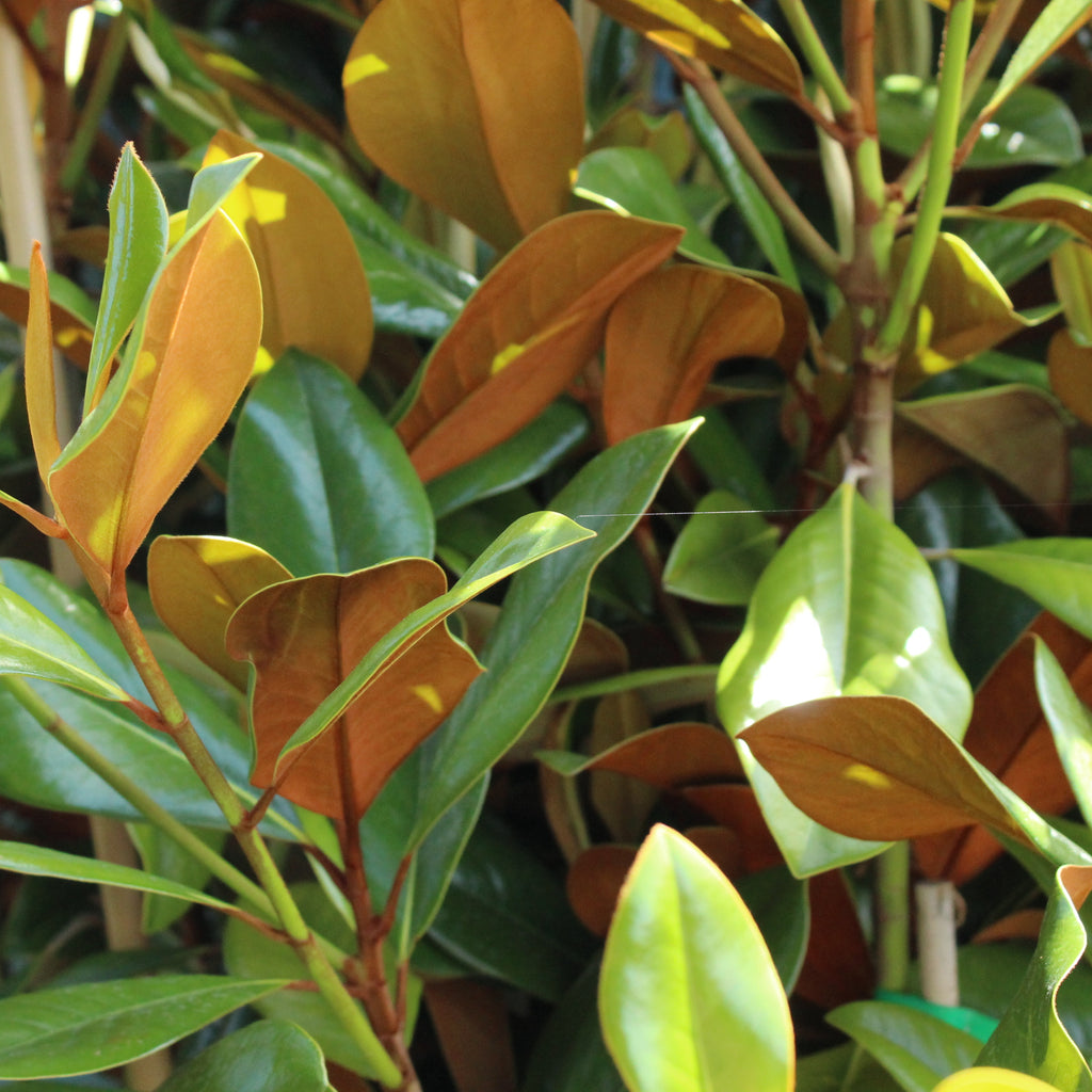 Magnolia grandiflora Blanchard Image