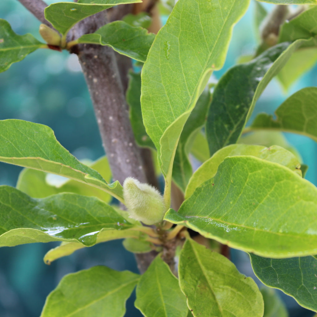 Magnolia Genie Image