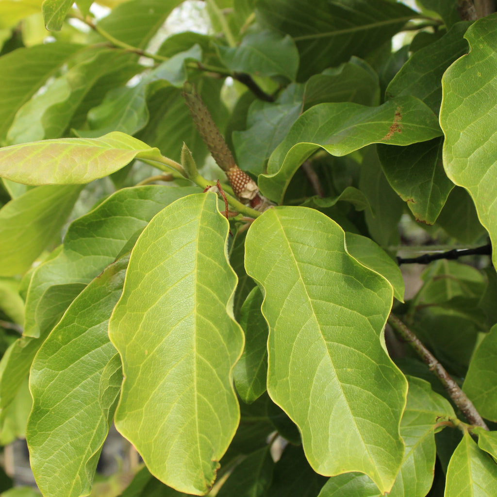 Magnolia Iolanthe Image