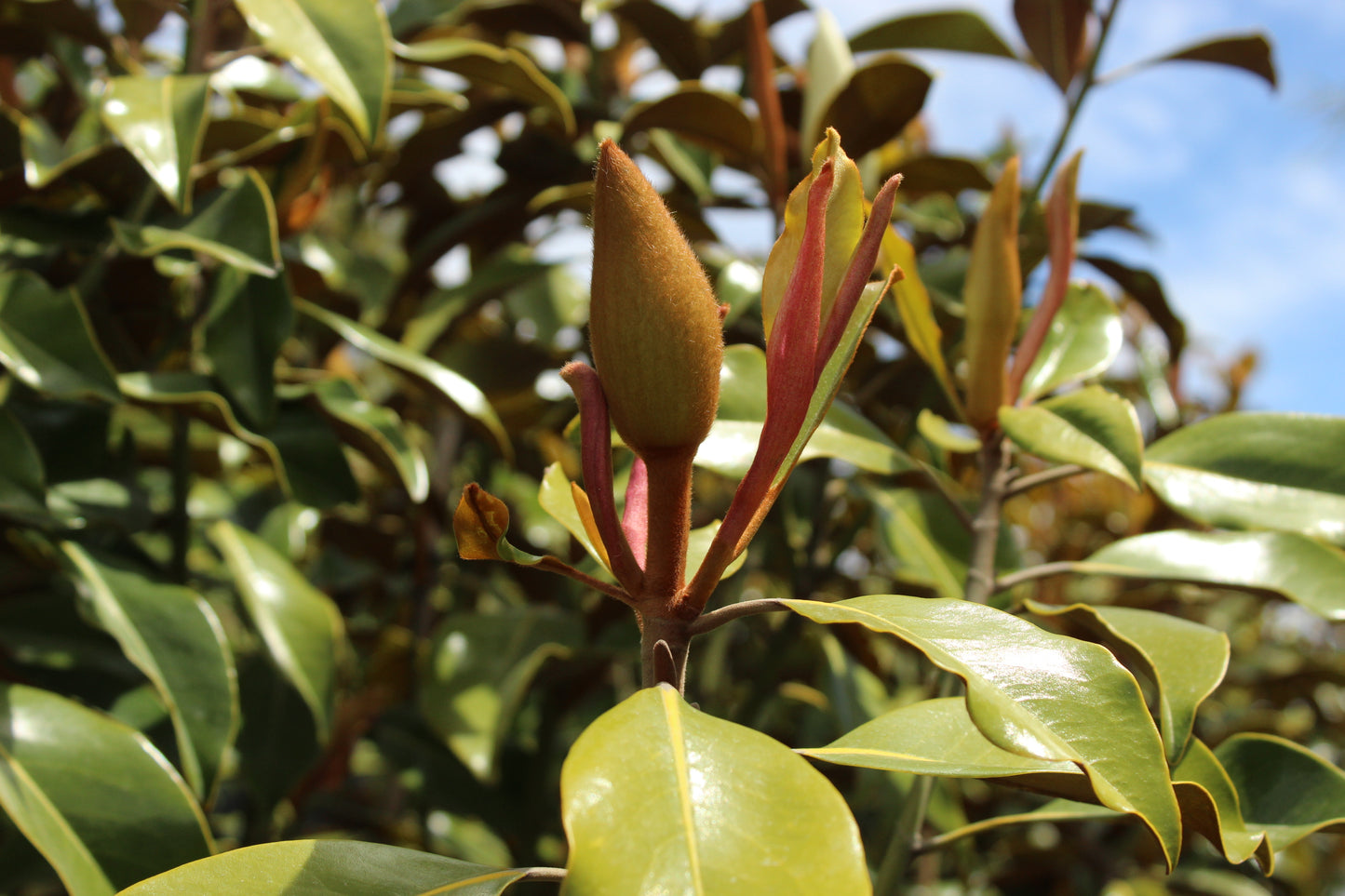 Magnolia grandiflora 'Kay Parris'