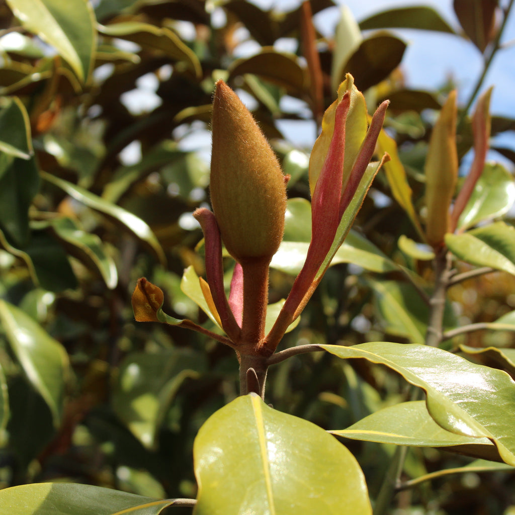 Magnolia grandiflora Kay Parris Image