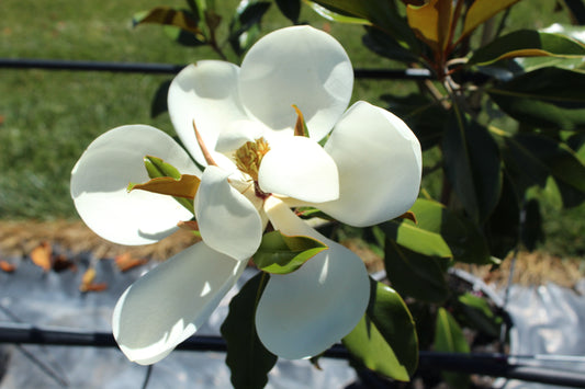 Magnolia grandiflora 'Kay Parris'