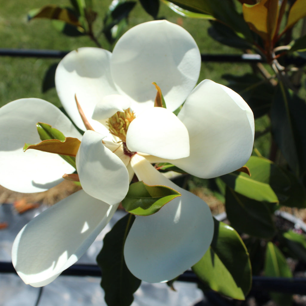 Magnolia grandiflora Kay Parris Image